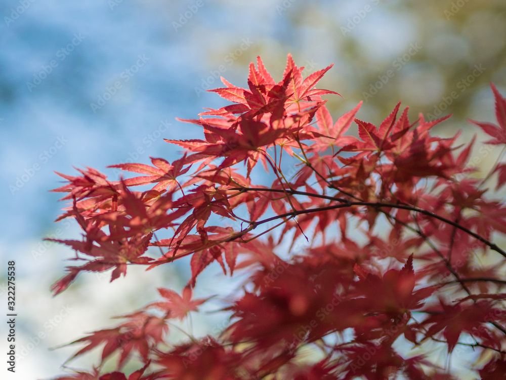 red japanese maple leaves on soft blurred blue background red japanese maple leaves on soft blurred blue background