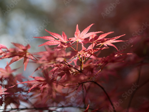 red japanese maple leaves on soft blurred brown background photo