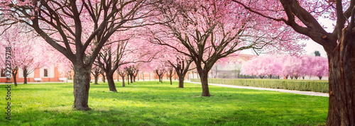 Tablou canvas Panorama of Cherry blossom trees Alley in garden on a fresh green lawn at sunset