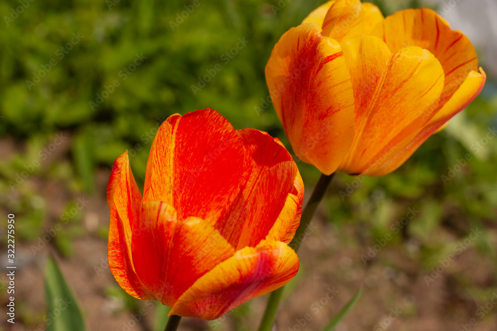 Yellow-orange tulips on a blurred background of green grass. Yellow-orange tulips on a blurred background of green grass.