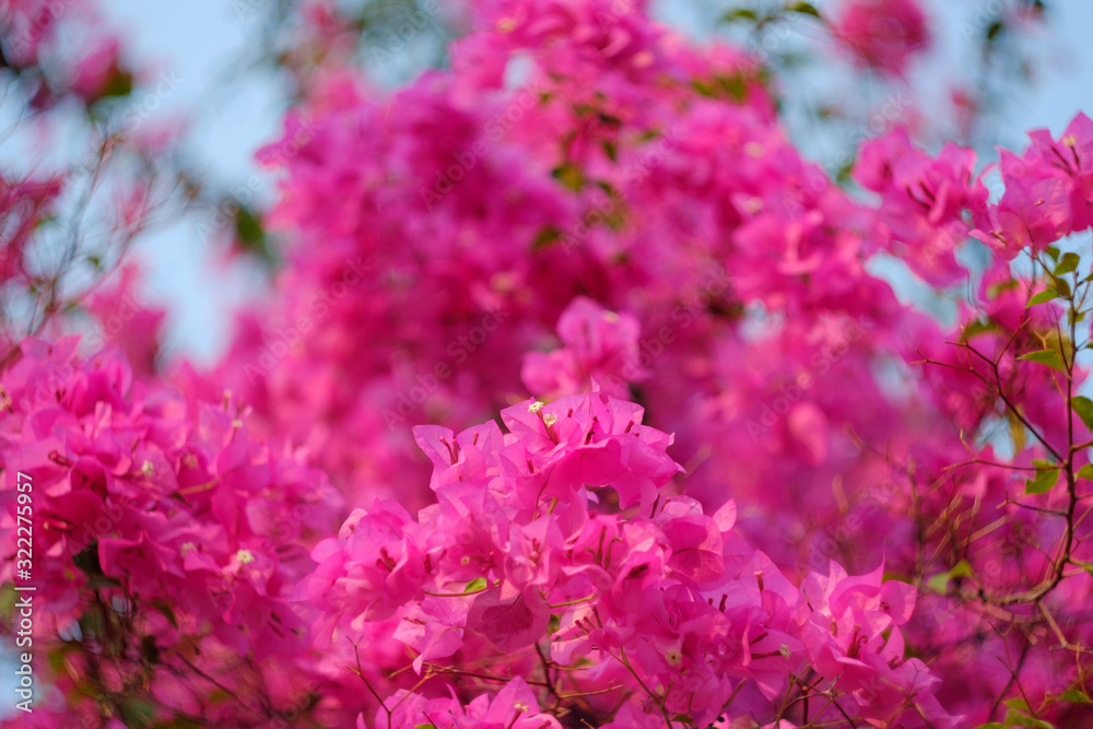 Magenta bougainvillea flowers. Blurred background. Magenta bougainvillea flowers. Blurred background.