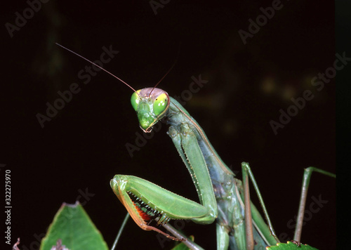 Mantis religiosa Detail Insect Dyctioptera