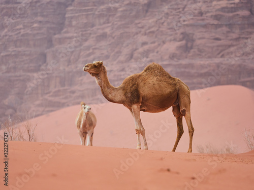 Camel in the desert  Wadi Rum desert in Jordan   one hump camel  Dromedary