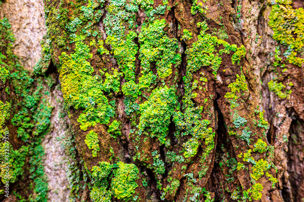 Obraz premium Close up of bright yellow and green moss on a tree bark.