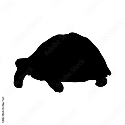 Desert Tortoise (Gopherus Agassizii) Silhouette Vector Found In Map Of North America