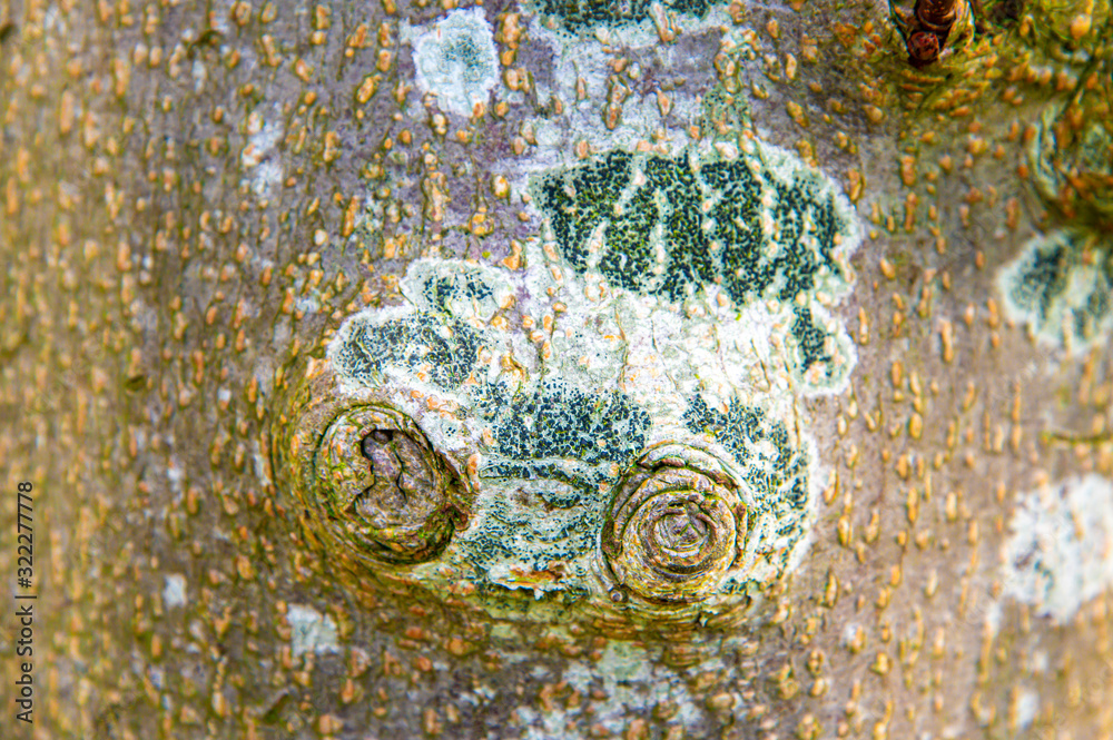 Background of the bark of a tree with blue-green circles with a white border around it of fungus.