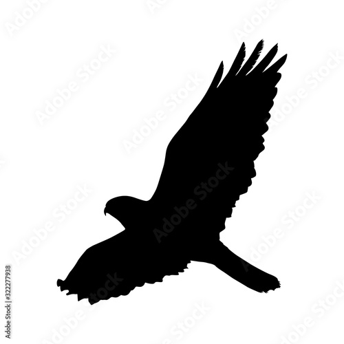 Flying Common Buzzard (Buteo Buteo) Silhouette Found In Europe, Russia, Asia And Northern Africa
