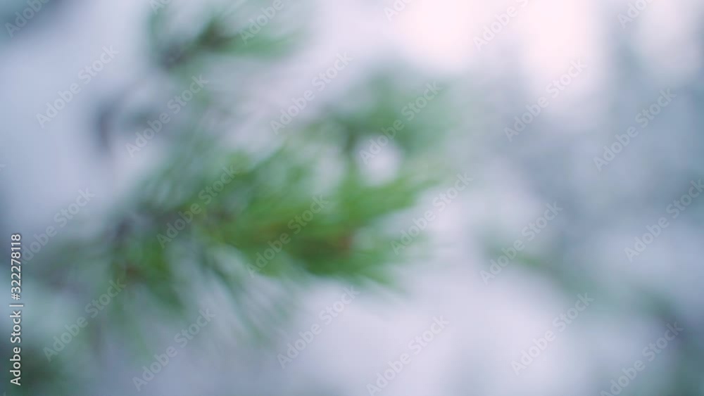 Smooth slow motion clip of a spruce branch going out of focus. Tracking shot away from the branch. Smooth slow motion clip of a spruce branch going out of focus. Tracking shot away from the branch.