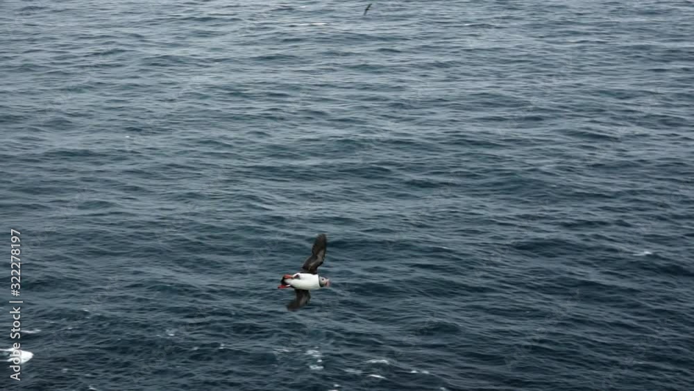 Puffin flying over the ocean in slow-mo Puffin flying over the ocean in slow-mo