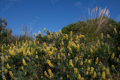 Tangimoana Beach New Zaland Lupines photo