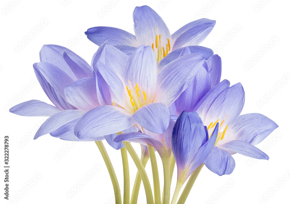 Fototapeta premium light blue crocus flowers lush bunch isolated on white