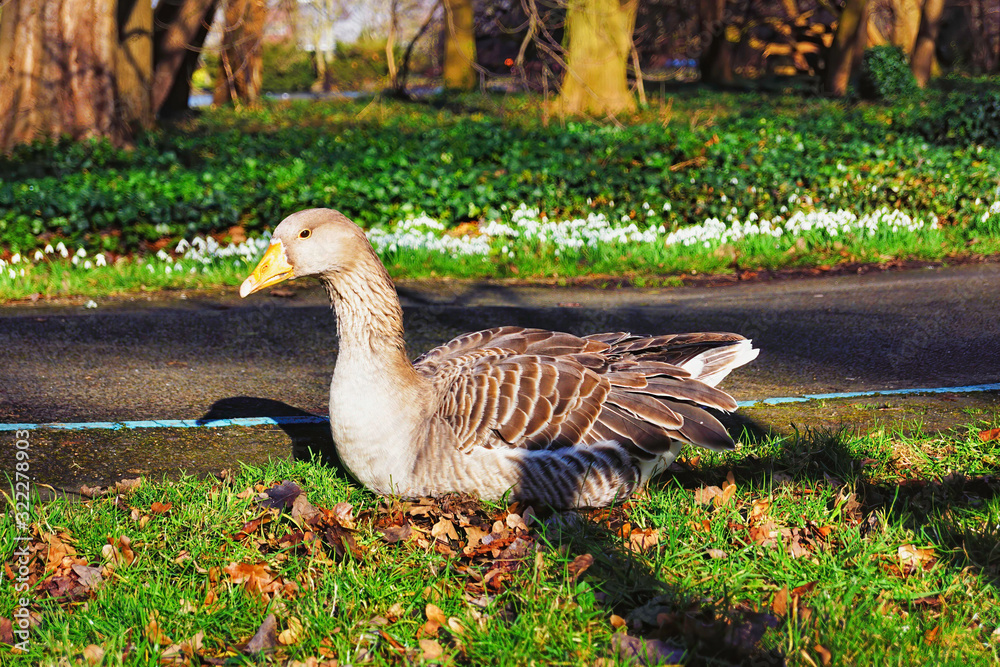 The goose in the park is located next to the footpath. The goose in the park is located next to the footpath.