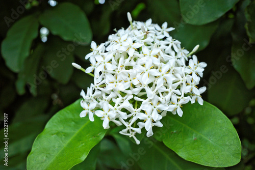 Beautiful blooming scented White jungle flame ,Fragrant Ixora ,White Siamese Ixora flower (Ixora finlaysoniana) in family Rubiaceae is small evergreen shrub use as ornamental plant in garden ,park photo