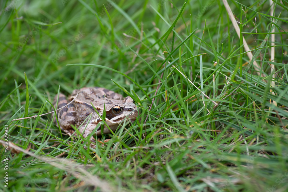 Frog in the green grass in the wild nature Frog in the green grass in the wild nature