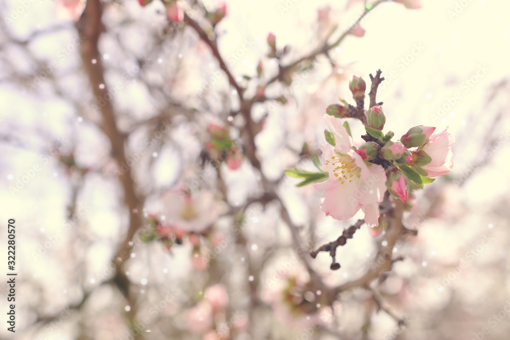 background of spring cherry blossoms tree. selective focus background of spring cherry blossoms tree. selective focus
