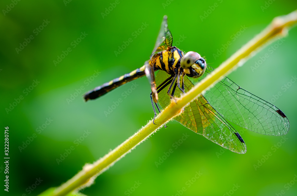 Dragonfly with yellow stripes perched on a stem with green blurred background. Dragonfly with yellow stripes perched on a stem with green blurred background.