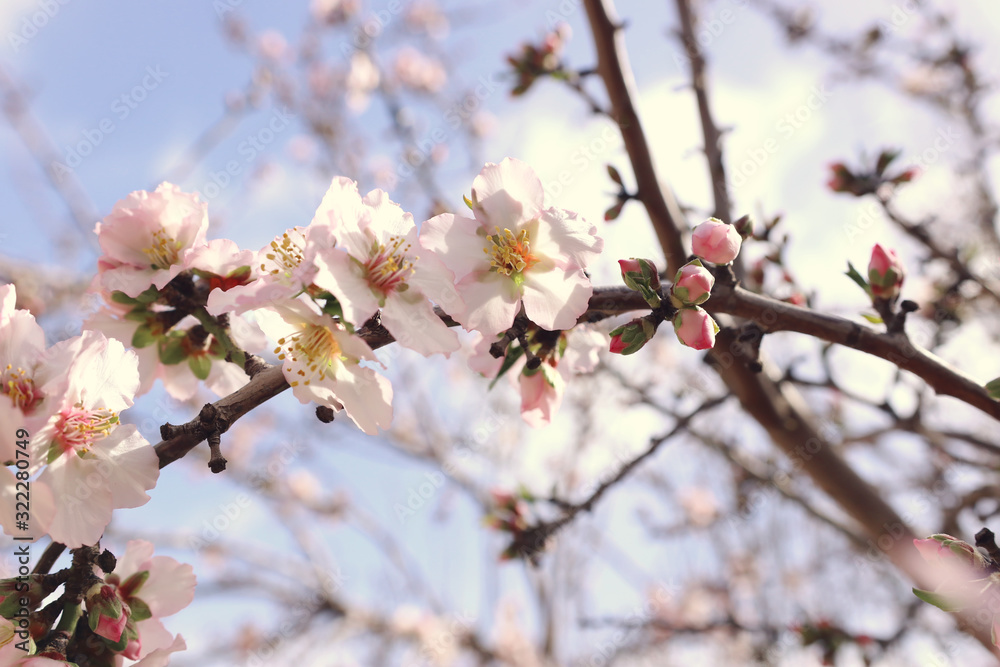background of spring cherry blossoms tree. selective focus background of spring cherry blossoms tree. selective focus