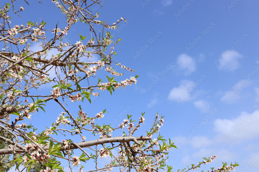 background of spring cherry blossoms tree. selective focus background of spring cherry blossoms tree. selective focus