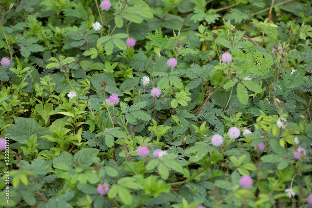 Sensitive Plant pink Mimosa flower in summer Sensitive Plant pink Mimosa flower in summer