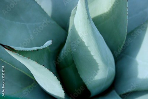 Blue agave cactus close-up. Abstract smooth background.