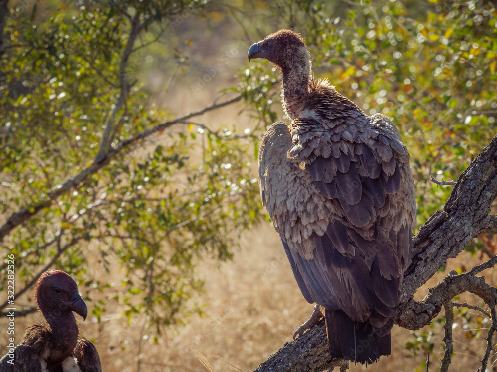 Fototapeta premium White-backed vulture (Gyps africanus). Mpumalanga. South Africa.