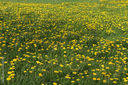 Löwenzahn-Wiese