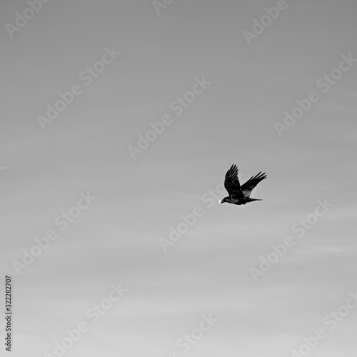 Flying crow. Black and white photo