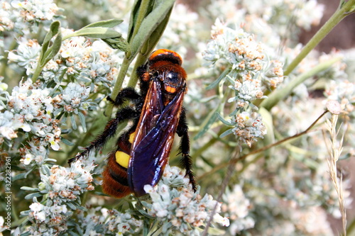 Giant scolia (Megascolia maculata) collects nectar from a wormwood flower photo