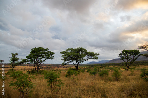 African Savanna Landscape  Natural Park