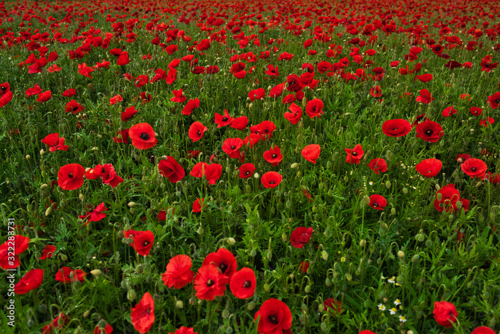 Poppies in a sunny cornfield