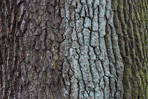 Tree bark