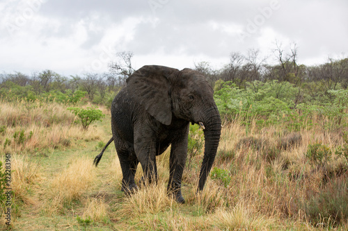 Elephant in the bushes in South Africa