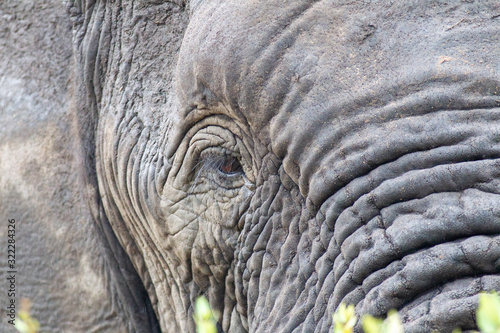 Elephant in the bushes in South Africa