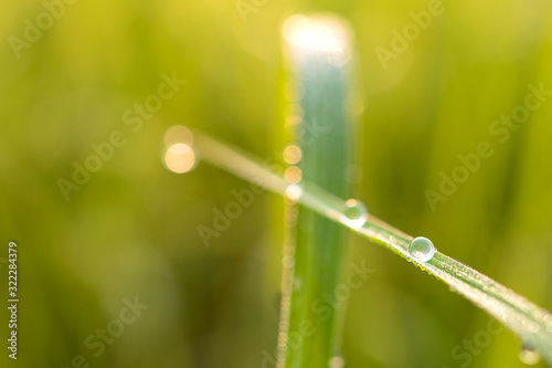A round dew on the top of the grass, Close up shot.