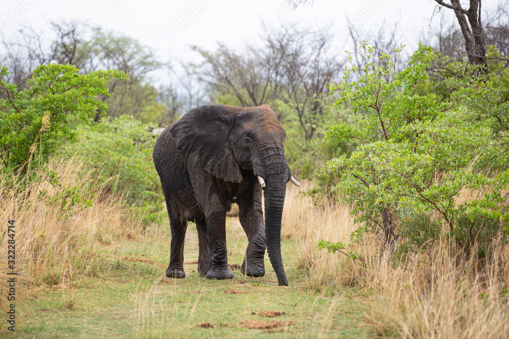 Obraz premium Elephant in the bushes in South Africa