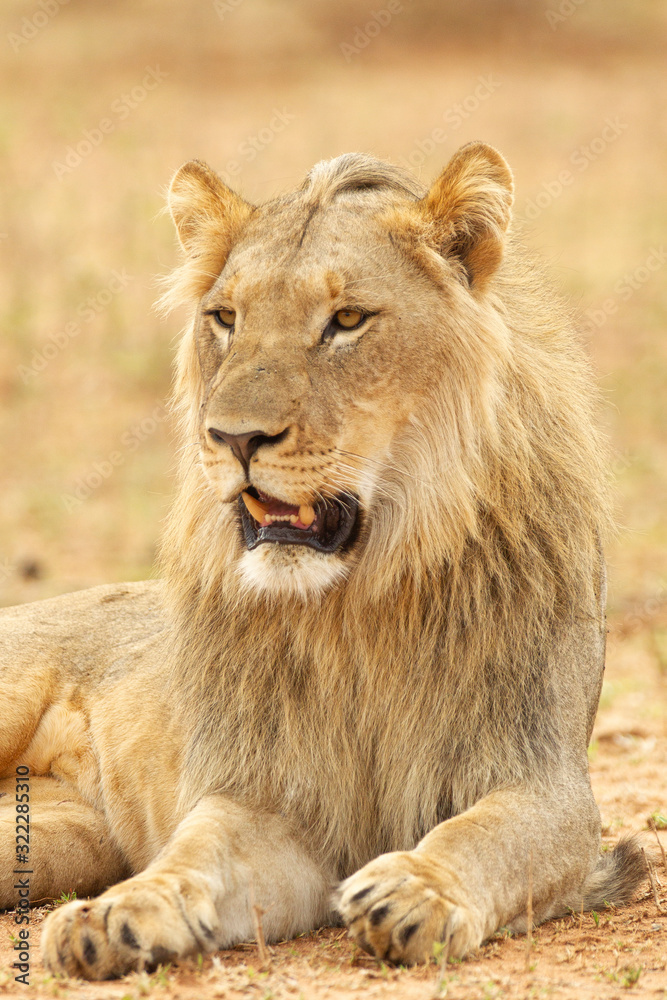 South African Lion in the Savanna