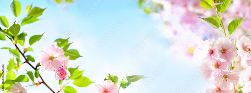 Natural spring floral colorful background banner format. Beautiful branch blossoming cherry soft focus, blue sky, white clouds, sunny day, macro. Gentle pink flower sakura in nature, copy space. <span>plik: #322285552 | autor: Laura Pashkevich</span>