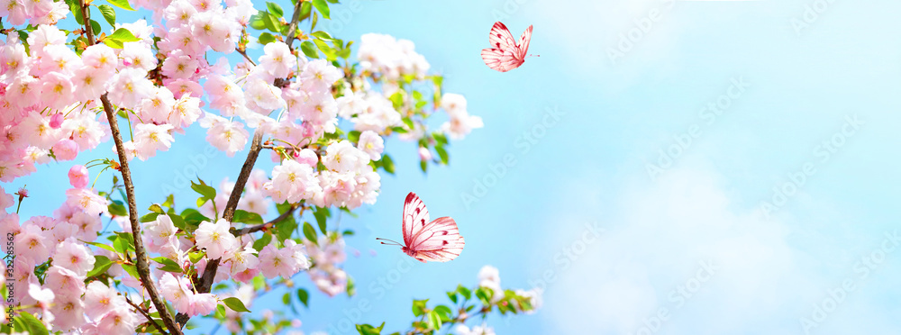 Branches blossoming cherry on background blue sky, fluttering butterflies in spring on nature outdoors. Pink sakura flowers, amazing colorful dreamy romantic artistic image spring nature, copy space.