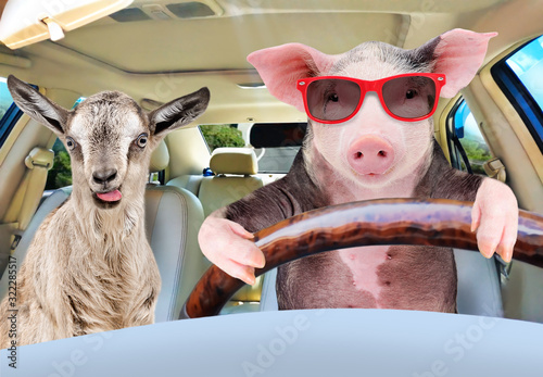 Pig in sunglasses carries in a car a goat showing tongue