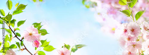 Natural spring floral colorful background banner format. Beautiful branch blossoming cherry soft focus, blue sky, white clouds, sunny day, macro. Gentle pink flower sakura in nature, copy space.