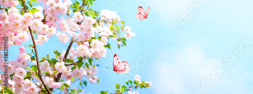 Branches blossoming cherry on background blue sky, fluttering butterflies in spring on nature outdoors. Pink sakura flowers, amazing colorful dreamy romantic artistic image spring nature, copy space. photo