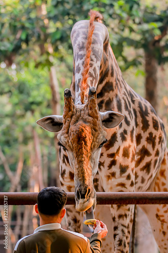 Photography Photos of giraffes in the zoo