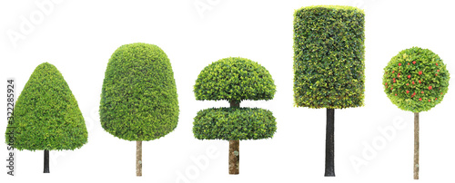 collection set of different shape of topiary tree isolated on white background for formal Japanese and English style artistic design garden with clipping path photo