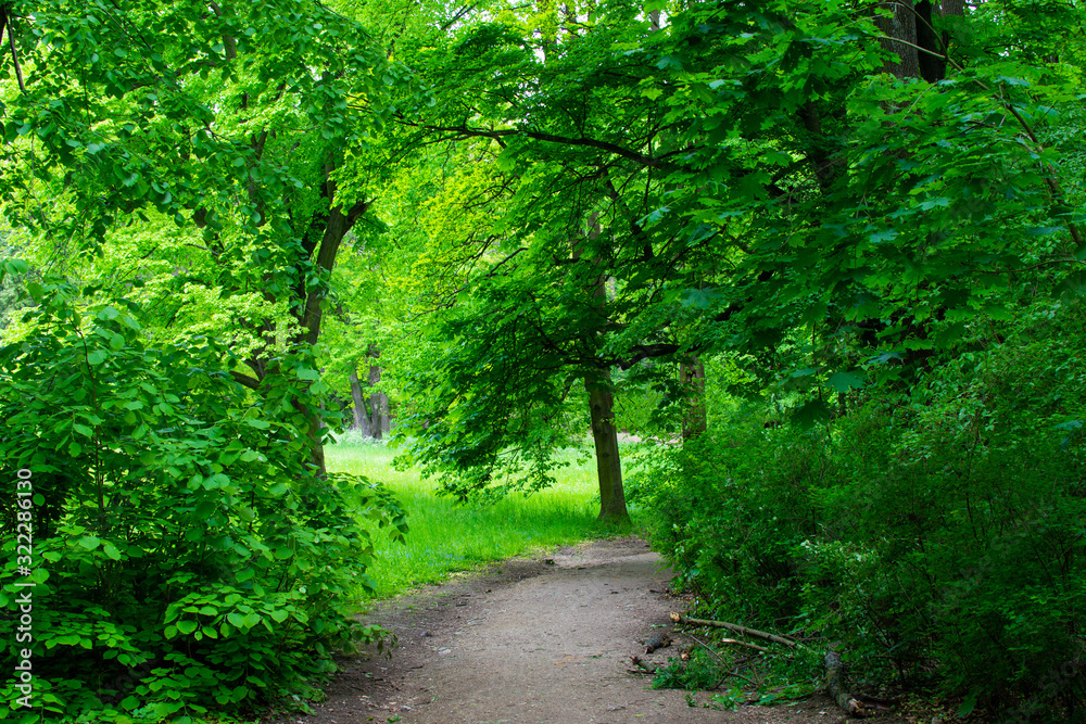 Small pathway between green trees in Zamecky Park in Hluboka nad Vltavou, Czech Republic, during spring season Small pathway between green trees in Zamecky Park in Hluboka nad Vltavou, Czech Republic, during spring season