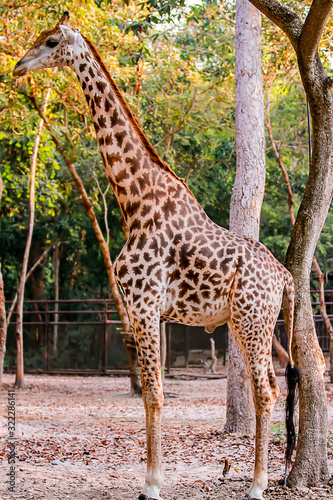 Photos of giraffes in the zoo