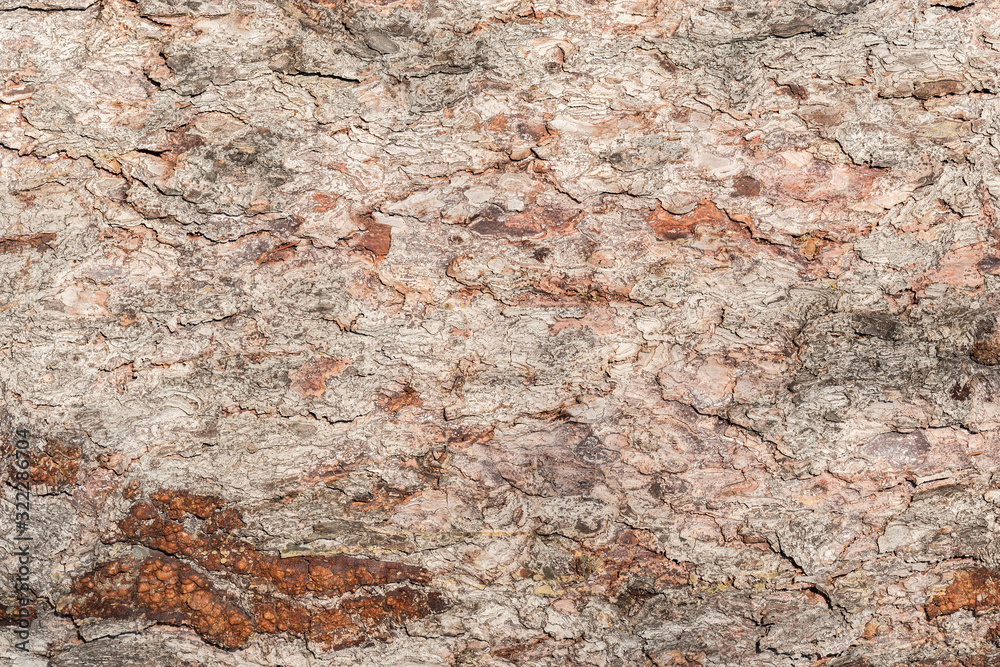 Pine tree bark texture. Surface of the old tree trunk. Pine tree bark texture. Surface of the old tree trunk.