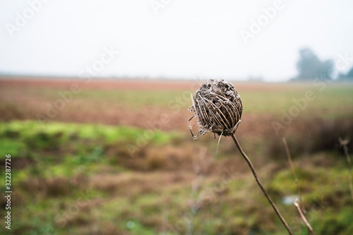 Obraz na płótnie dry branch in the field w salonie