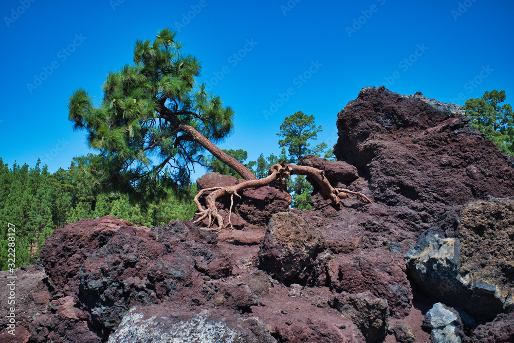 Fototapeta premium Wonderful views of the nature of Tenerife