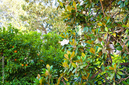 Big blooming magnolia tree in the park, Seville, Andalusia, Spain.