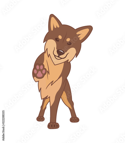 Shiba inu dog on a white background.